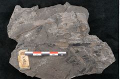 Foto (Detailansicht) von Asterocarpus meriani Brongniart (NHMW-GEO-2024-0188-10612)